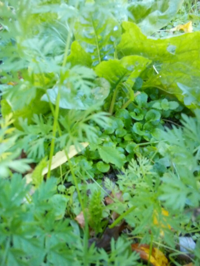 Why choose open-pollinated seeds – blog hero image with field salad in focus