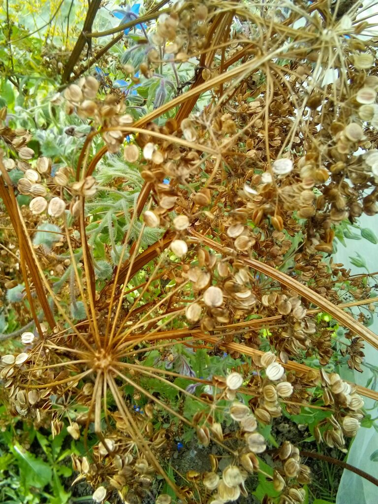 Balcony herb pots with organic garden seeds Germany — slow-living, small-space gardening inspiration.