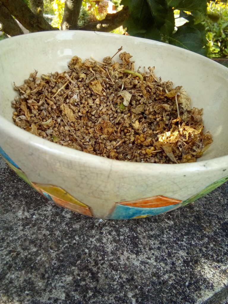 Bingenheimer Saatgut open-pollinated seed packets on a wooden table — trusted German heirloom brand from Amazon.de.