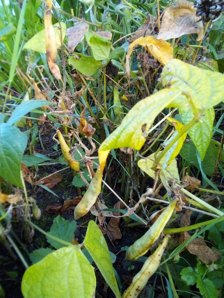 Fresh basil and dill sprouting from heirloom seeds Germany — open-pollinated herbs for kitchen gardens.