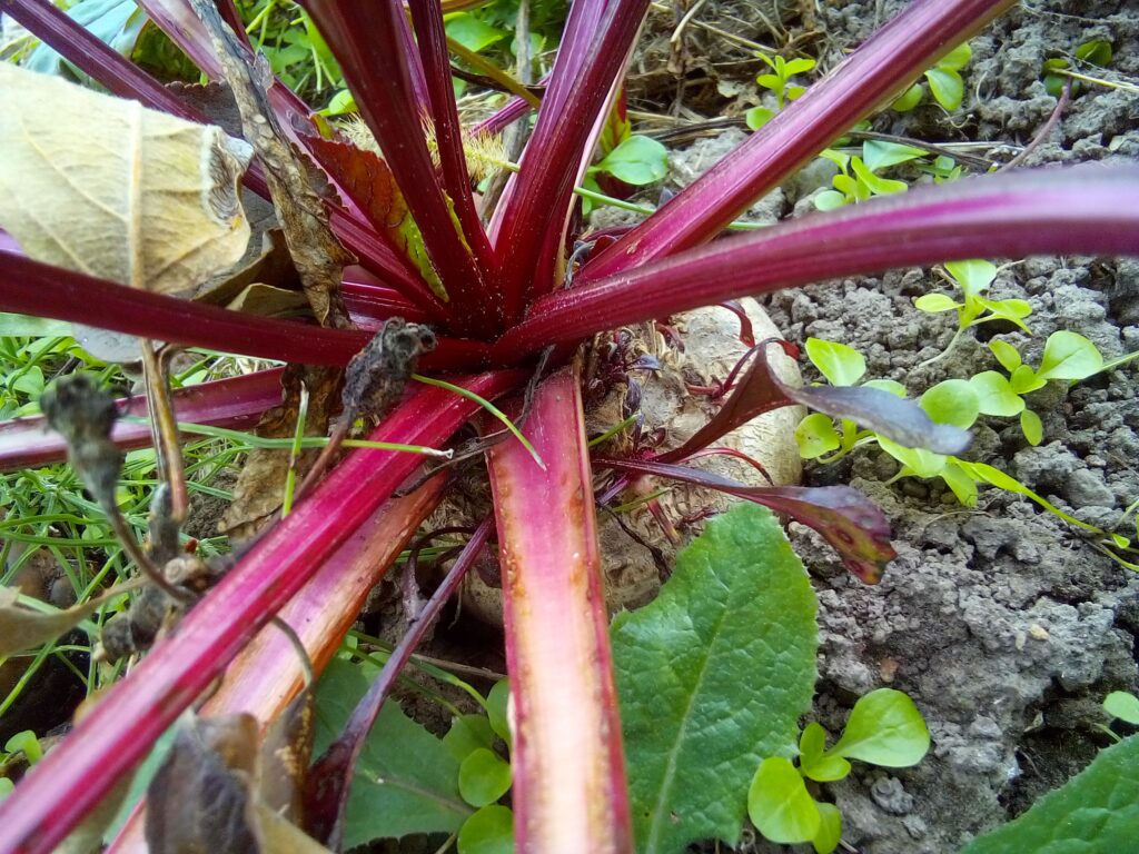 Rainbow raw beet salad bowl with tahini dressing