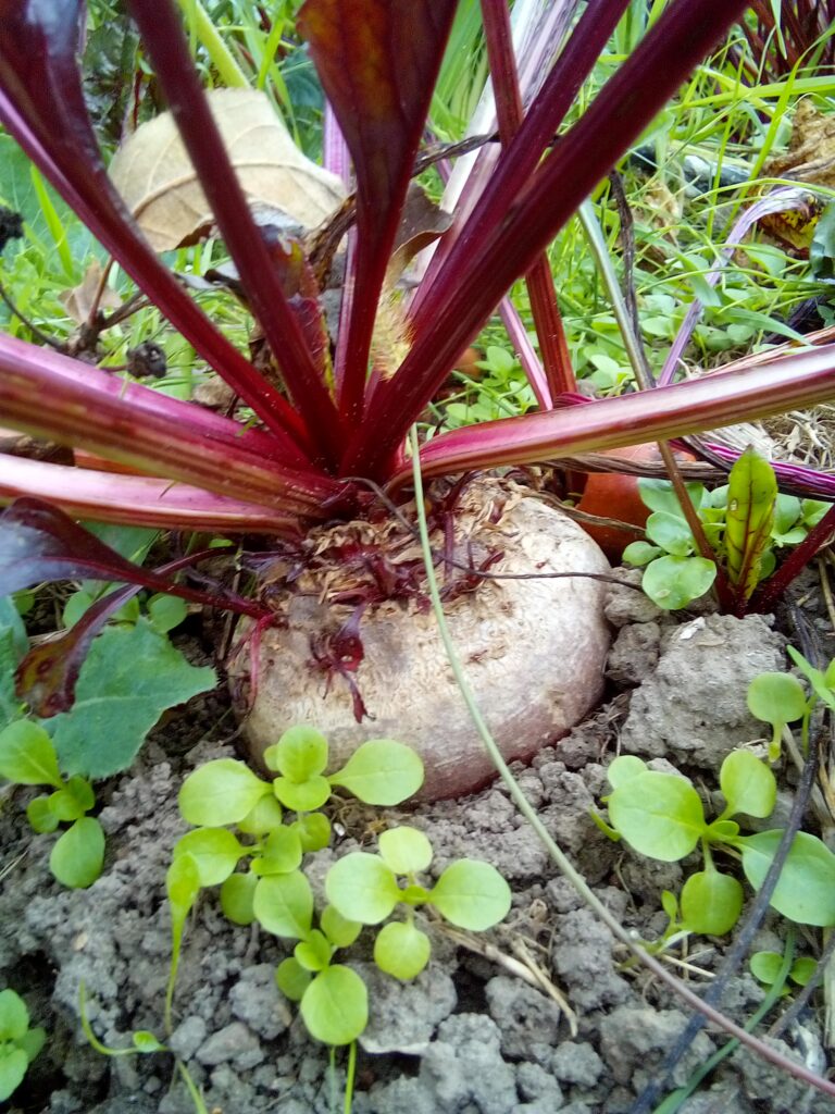 Raw beet salad ideas for dinner and side dishes