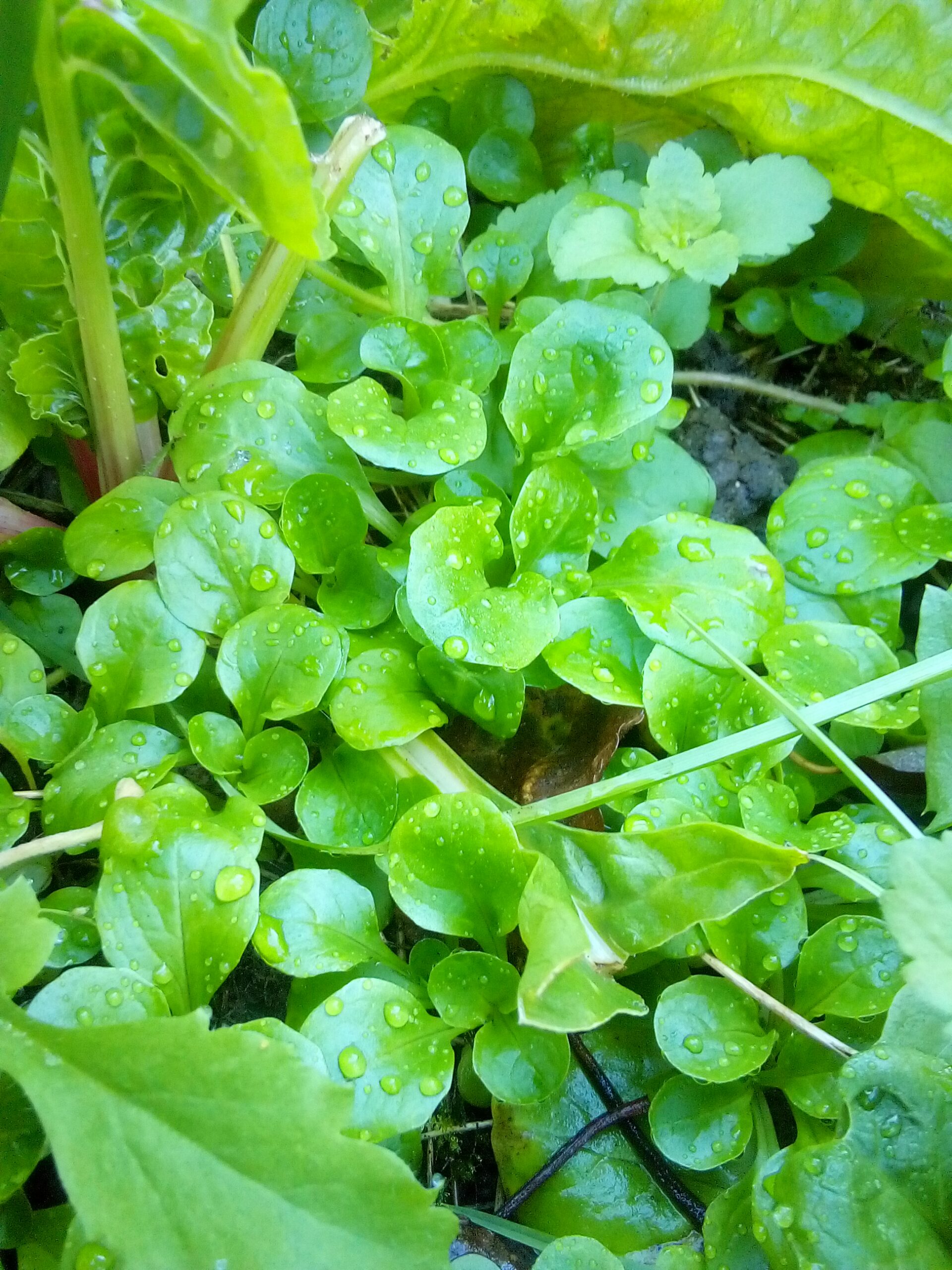 Why choose open-pollinated seeds for a resilient garden ecosystem