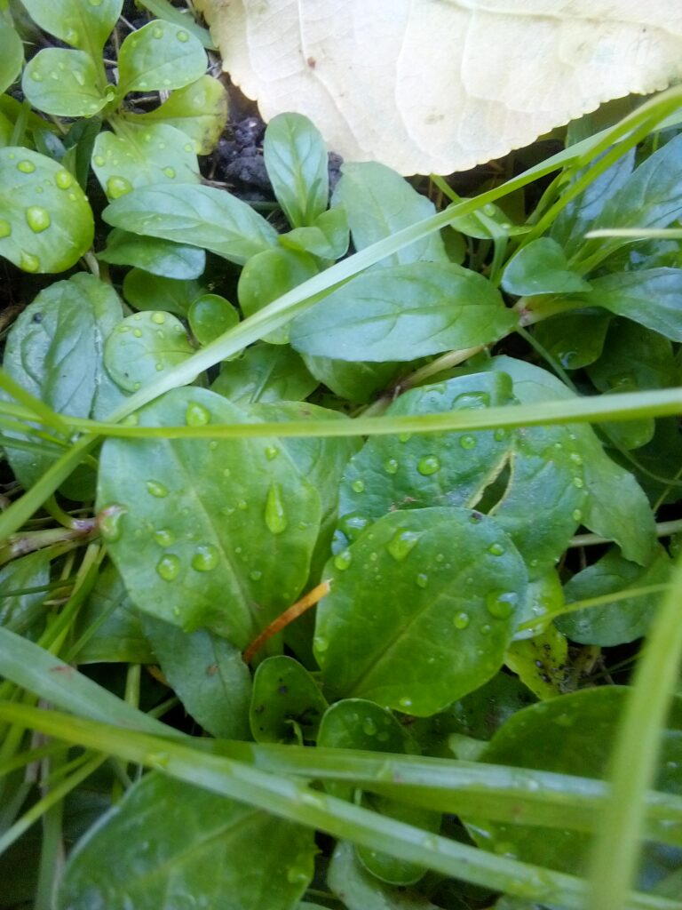 Why choose open-pollinated seeds for self-seeding field salad in Germany