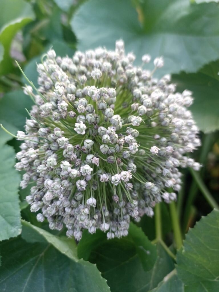 Magic Garden Seeds collection of heirloom herbs — open-pollinated seeds Germany for mindful gardeners.