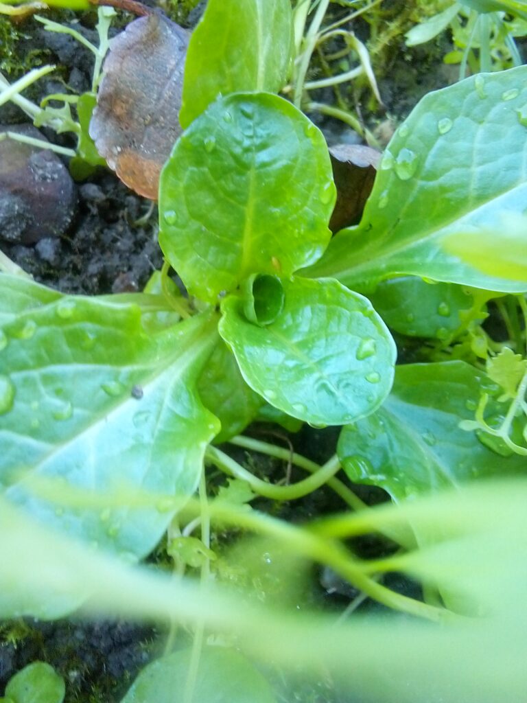 Why choose open-pollinated seeds for heirloom lamb’s lettuce that thrives naturally
