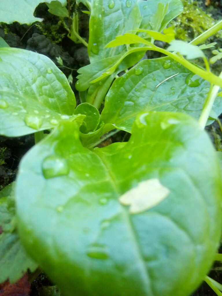Why choose open-pollinated seeds to grow strong heirloom greens year after year