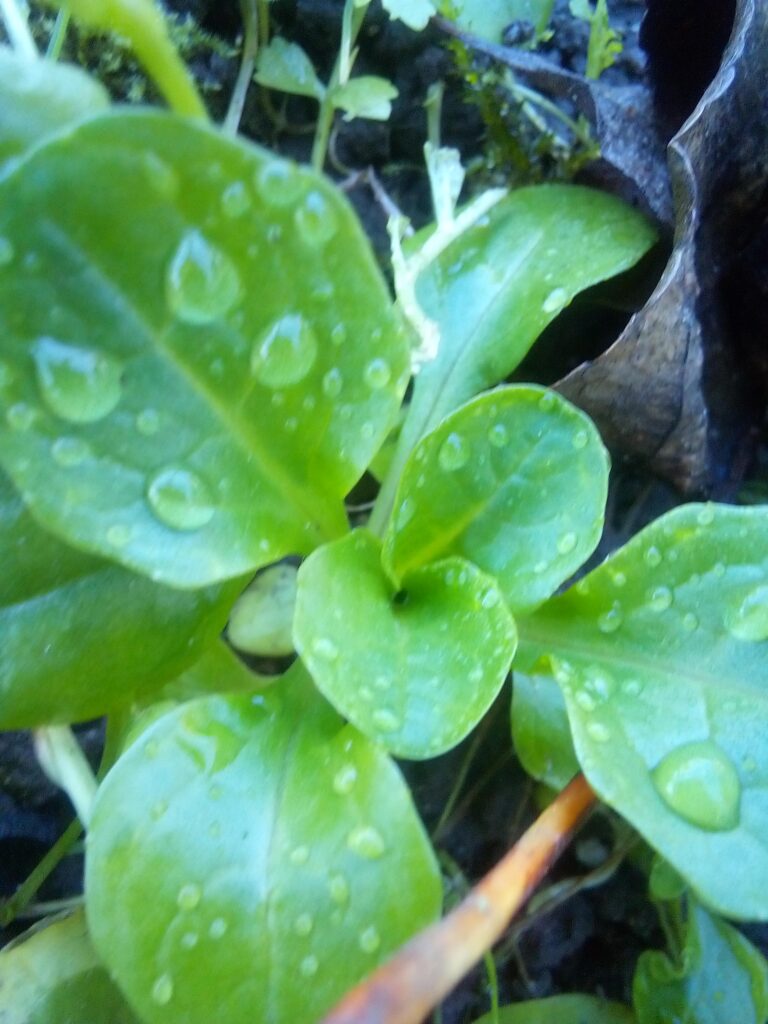 Open-pollinated field salad growing naturally in a German garden bed