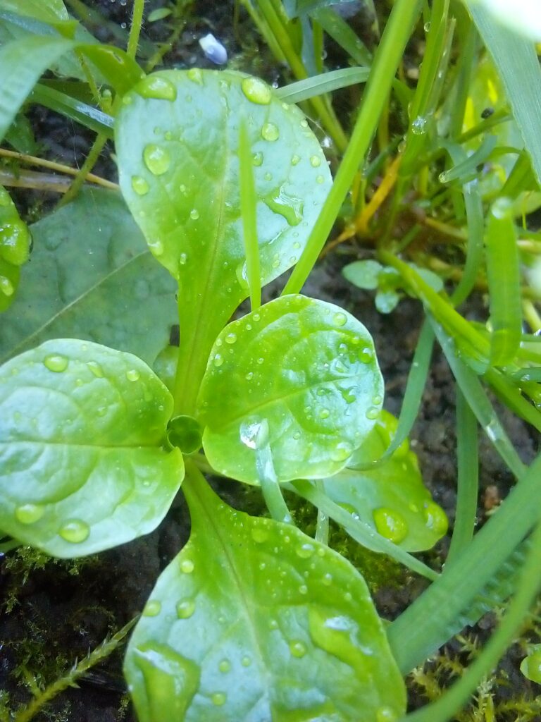 Self-seeding field salad thriving in a winter garden bed between carrots and fennel
