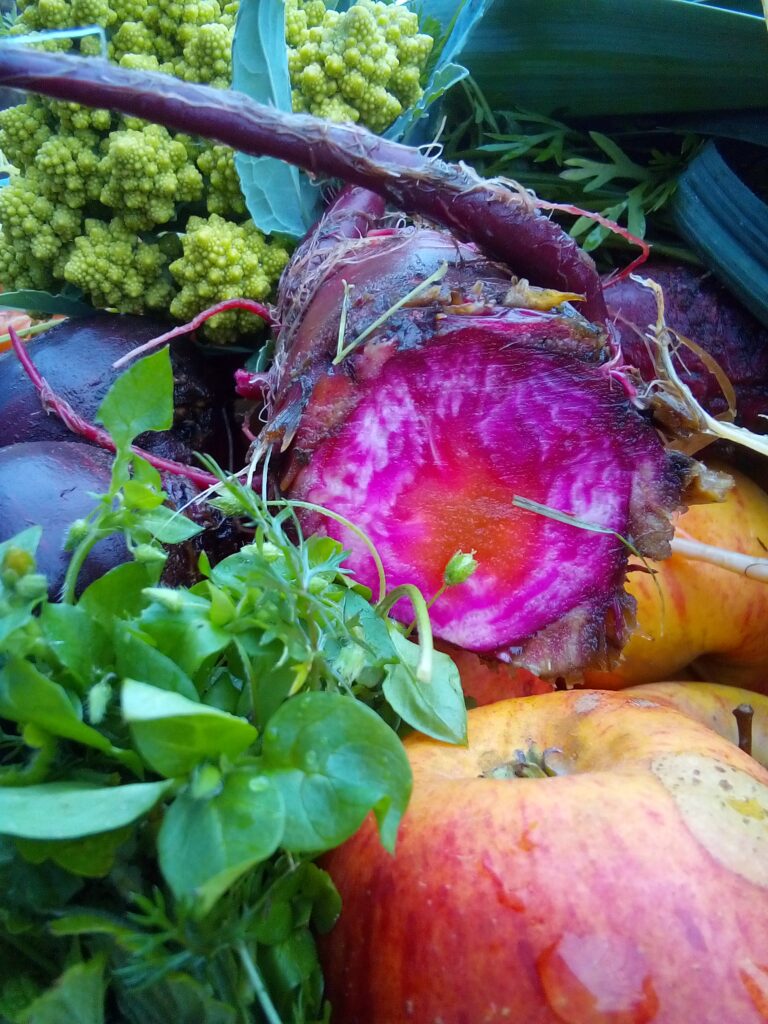 Still life of pumpkin, apples, and root vegetables from the late autumn harvest.