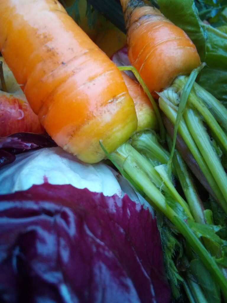 Close-up of lacinato kale leaves grown during late autumn.