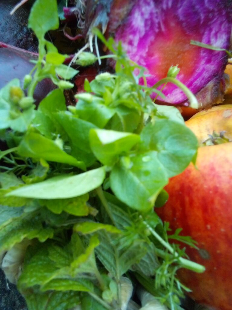 Hokkaido pumpkin on a wooden table, part of a late autumn harvest.