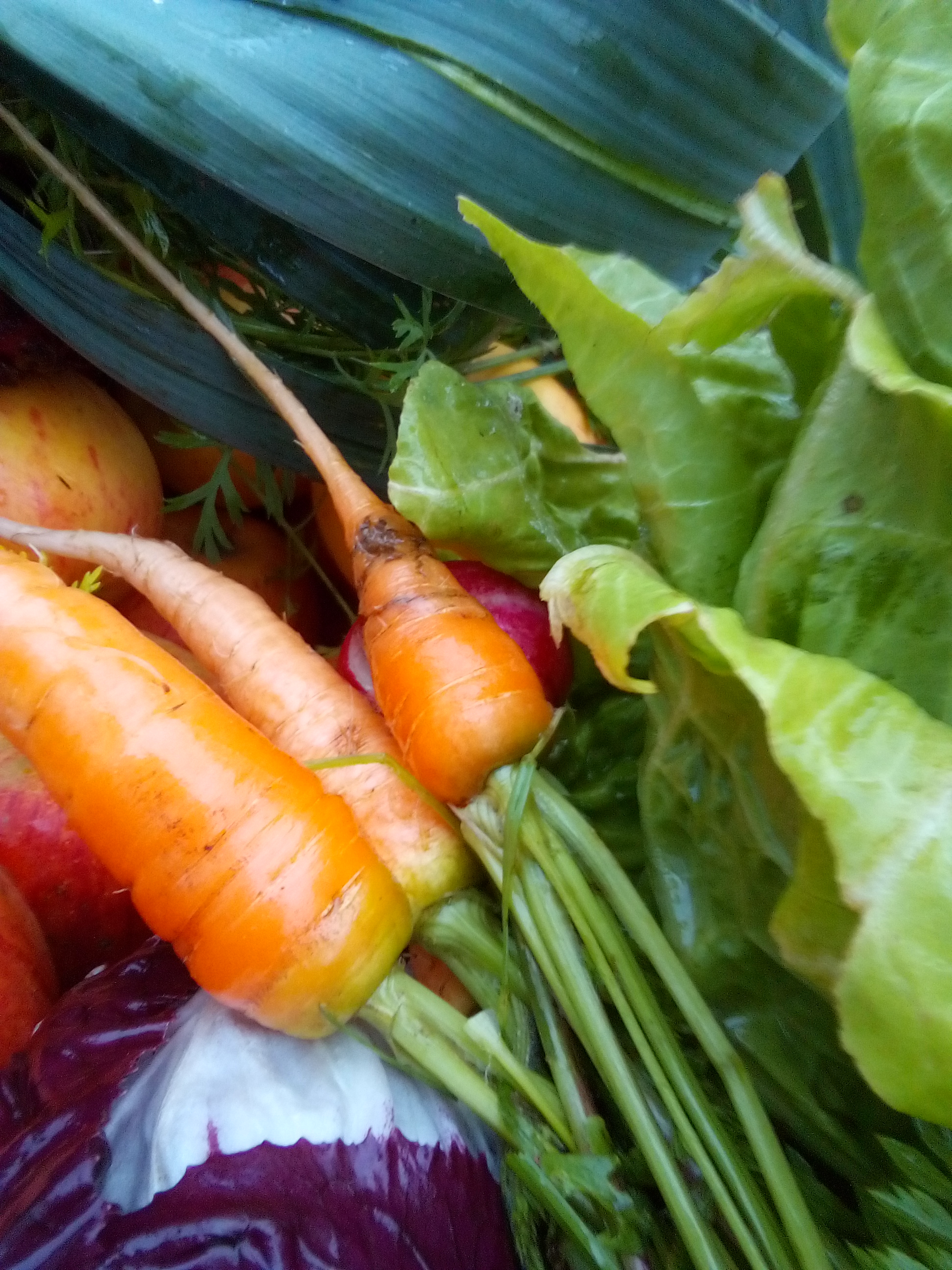 Hokkaido pumpkin and root vegetables arranged after late autumn harvest.