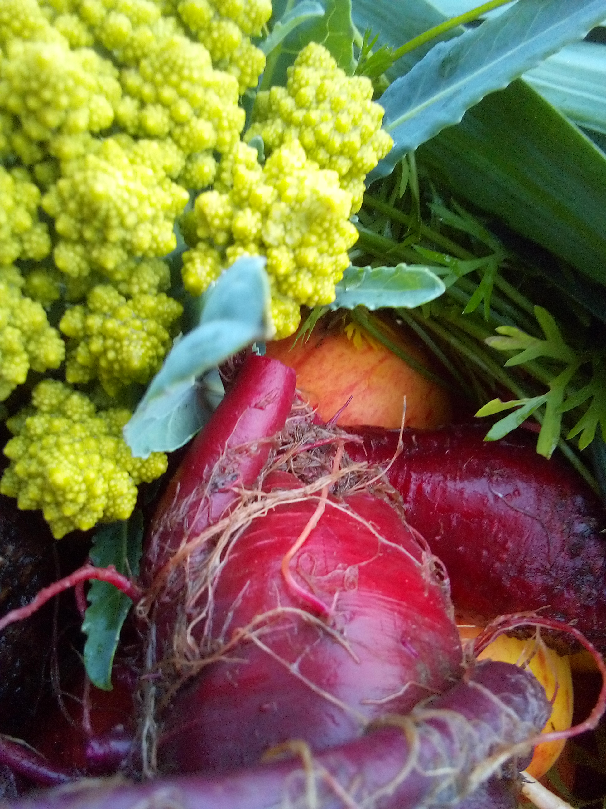 Freshly harvested carrots covered in soil after a late autumn pull.