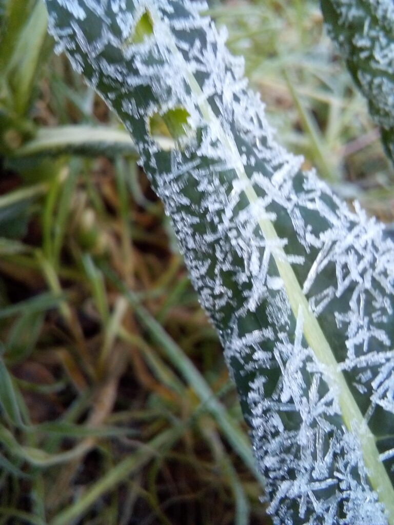 Lacinato kale leaves sweetened by frost in a homestead setting.