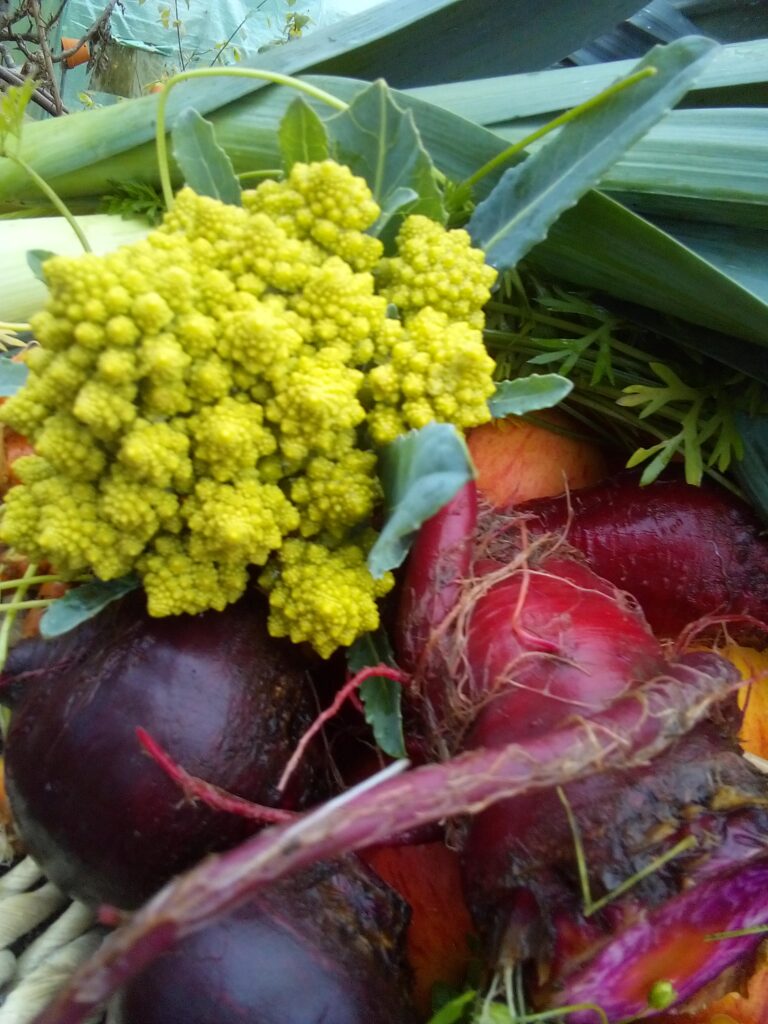 Hands harvesting vegetables from a cool late autumn garden bed.