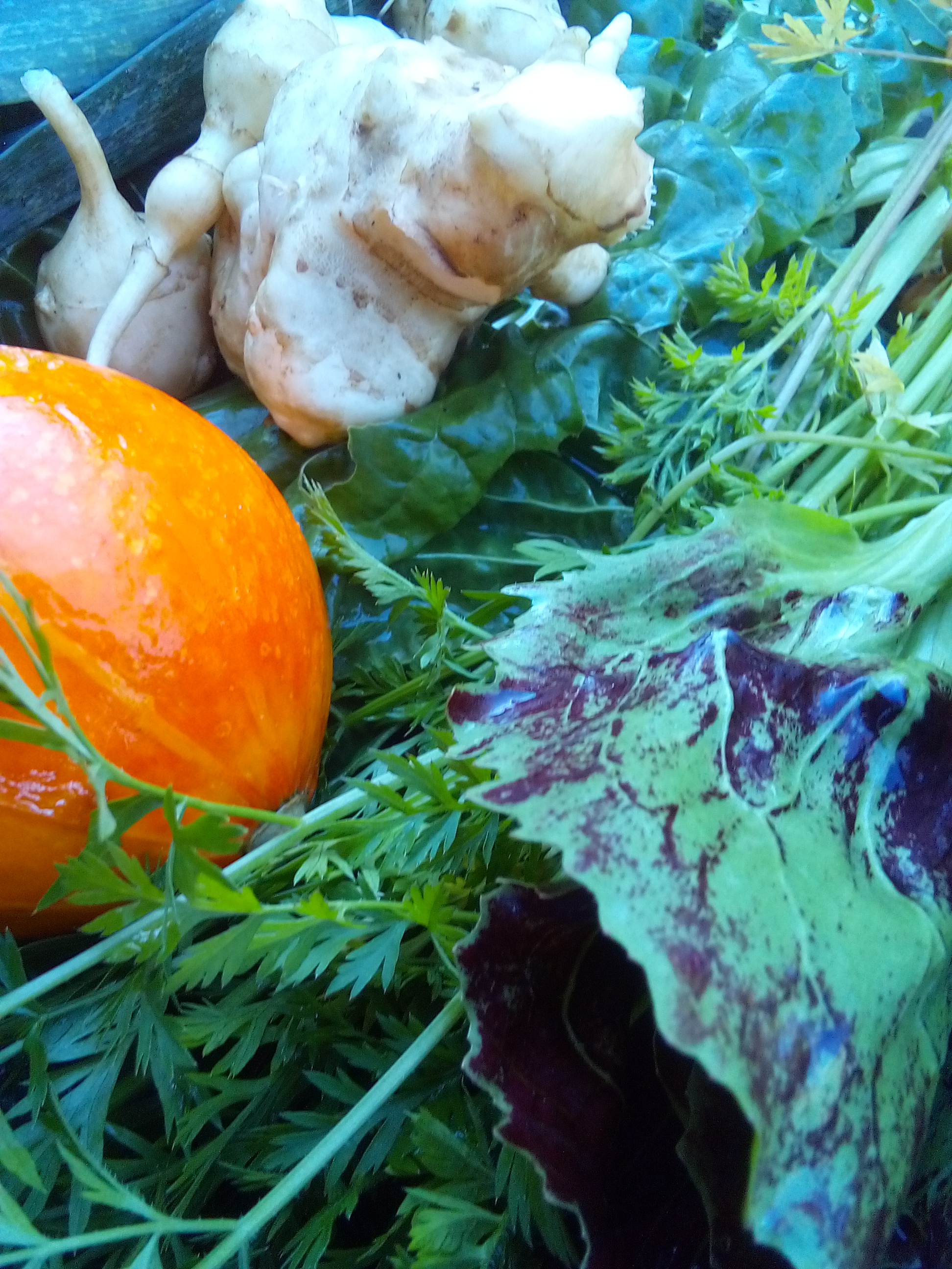 Leeks harvested in late autumn from a cool, damp garden bed.