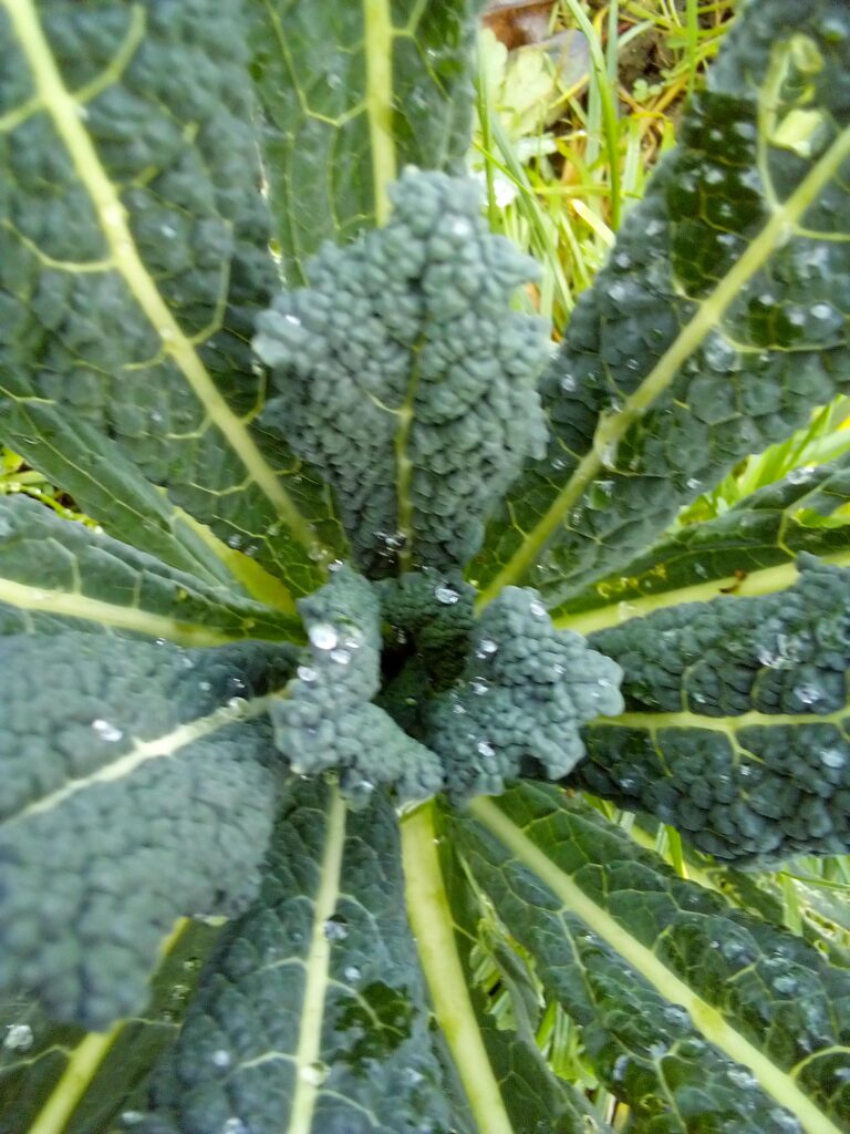 Frost-covered Lacinato kale in a winter garden, demonstrating its strong cold tolerance. Close-up of Lacinato kale leaves touched by frost, showing why kale tastes sweeter after
