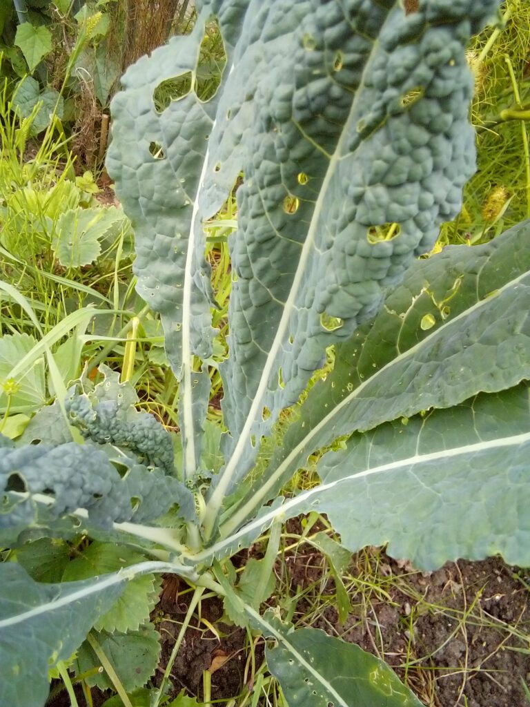 Young Lacinato kale seedlings growing in early fall soil, showing how to grow Lacinato kale successfully.