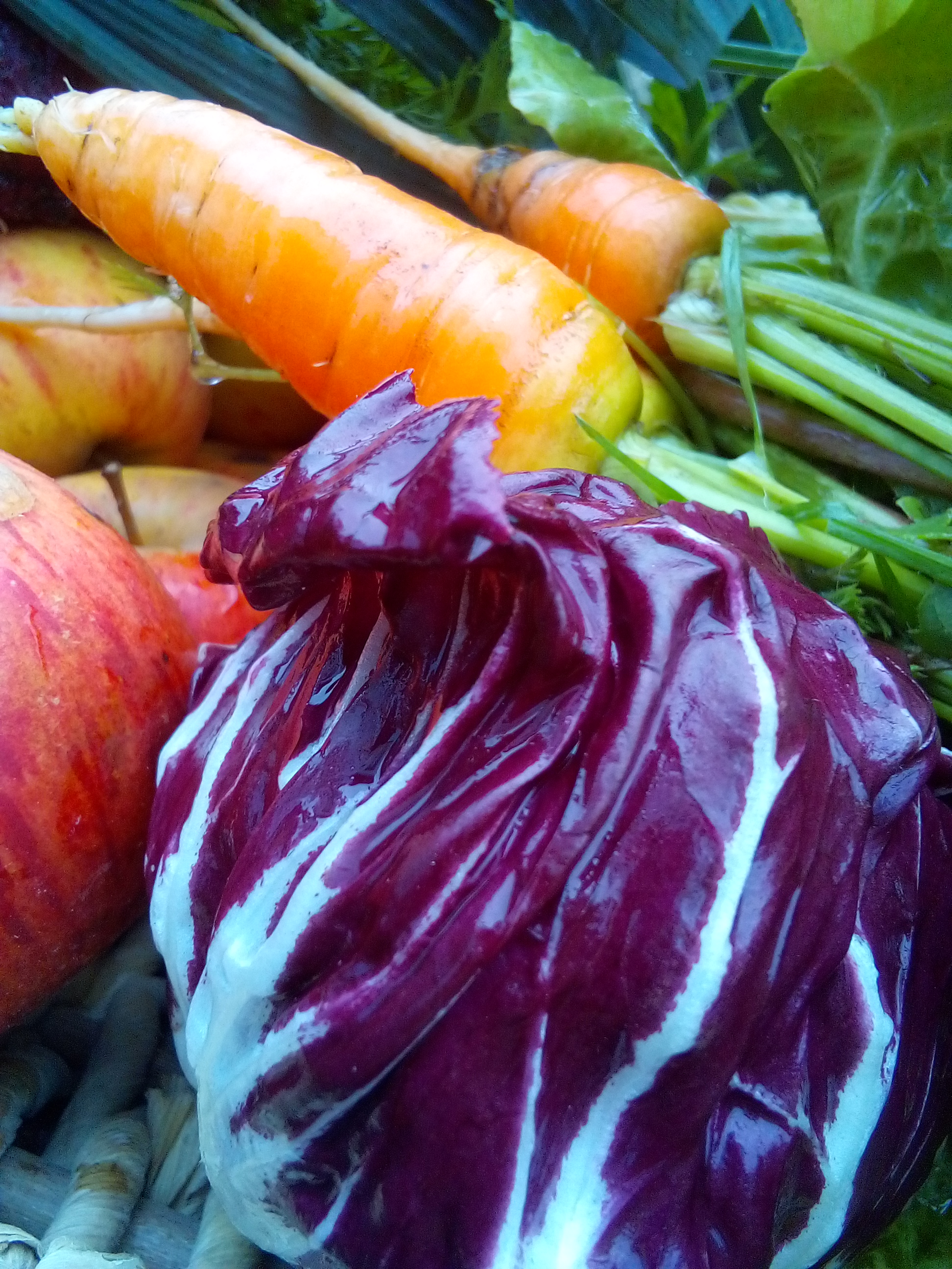 Leeks and carrots harvested from a companion-planted winter garden bed.
