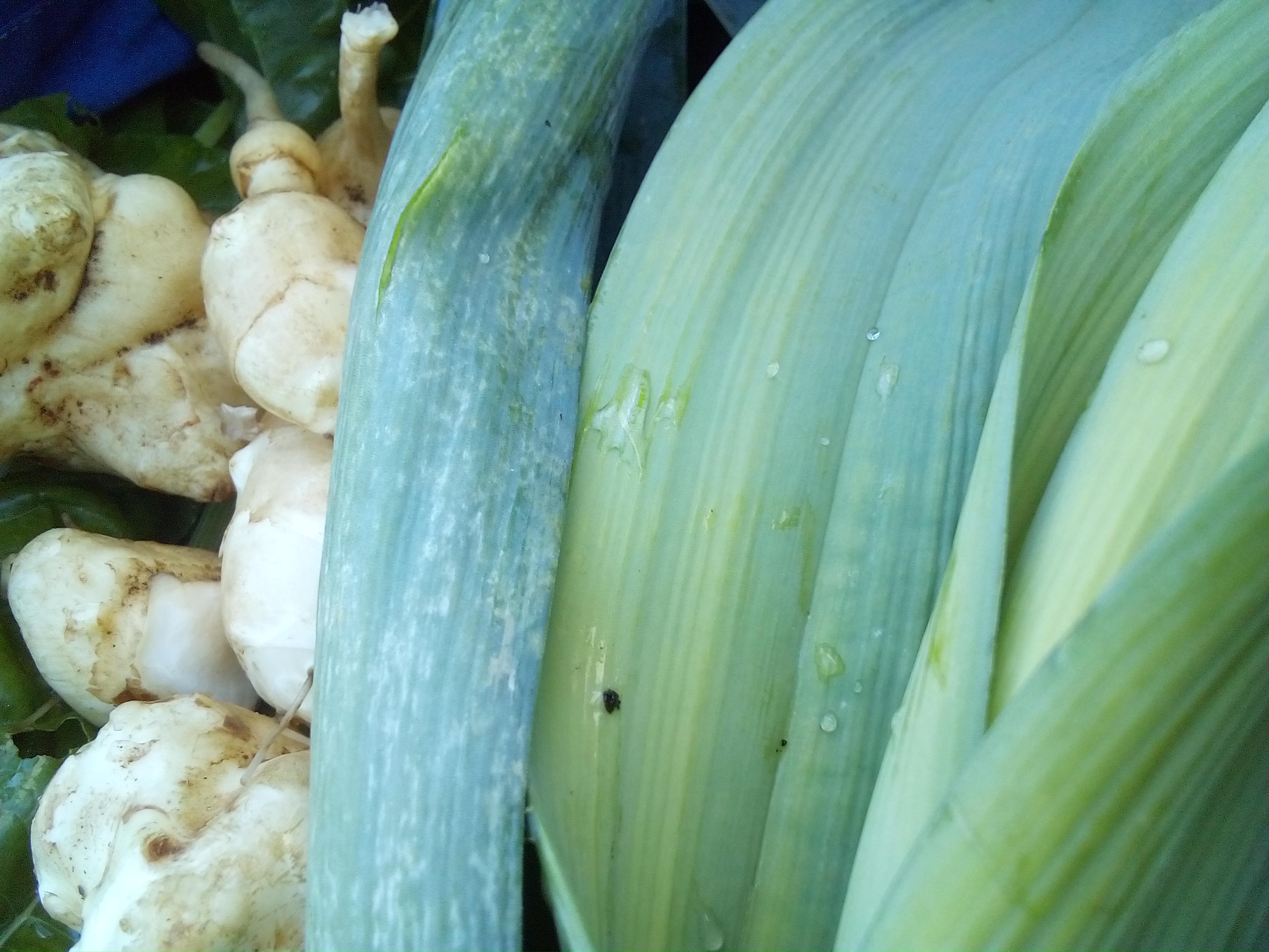 Freshly harvested carrots covered in soil after a late autumn pull.