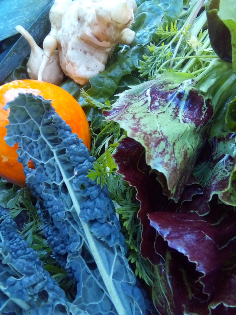 Freshly harvested carrots covered in soil after a late autumn pull.