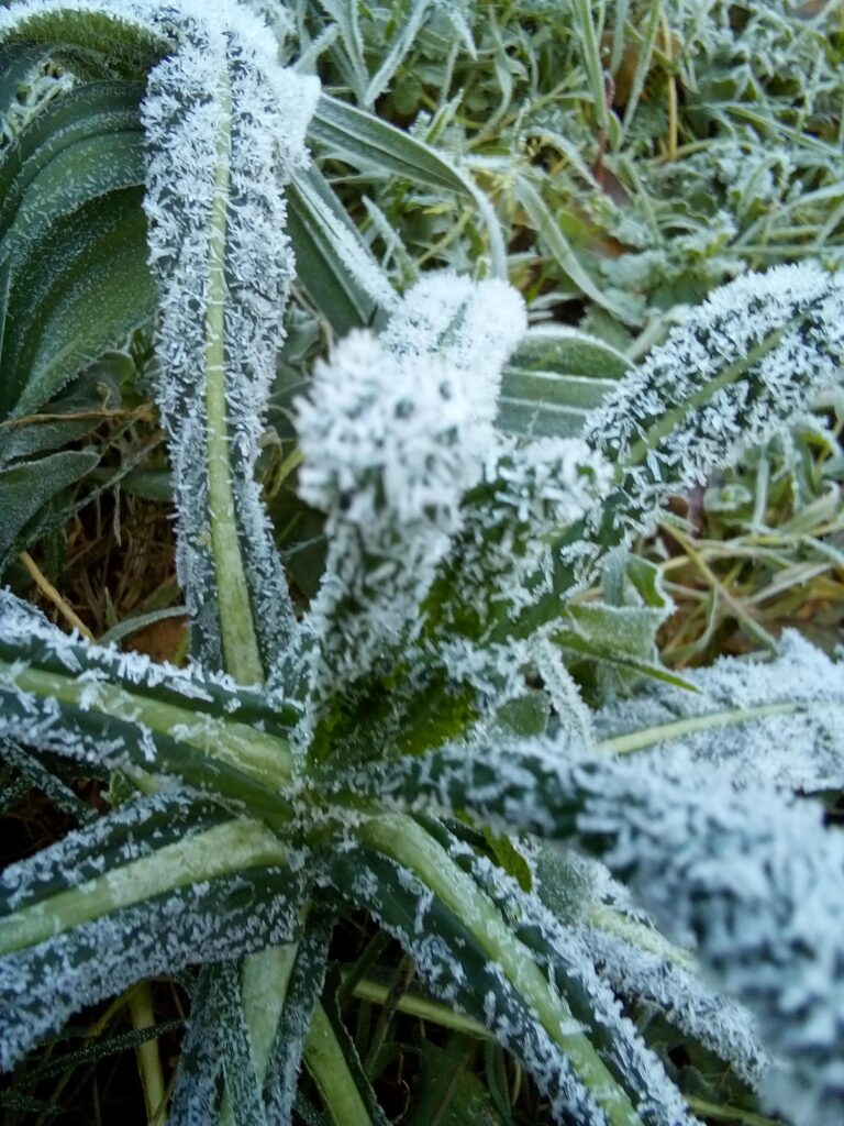 Cold-season Lacinato kale growing outdoors in freezing temperatures.