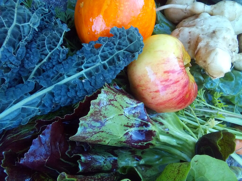 Romanesco harvested in late autumn from a cold-season garden bed.