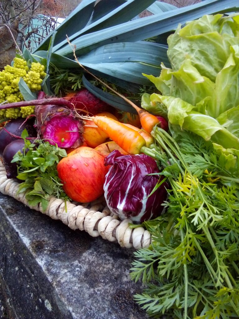 Leeks harvested in late autumn from a cool, damp garden bed: Late Autumn Harvest Vegetables