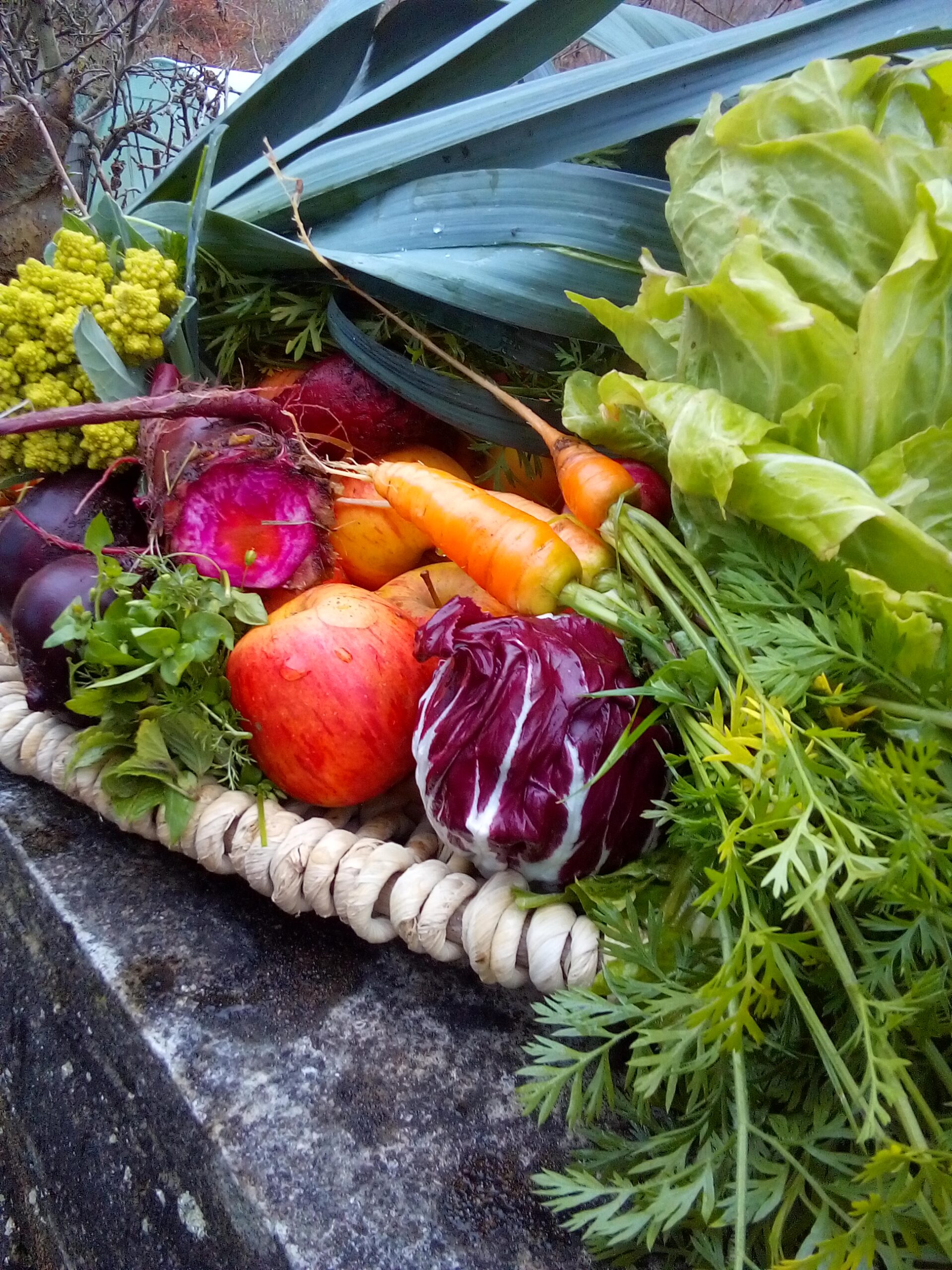 What Late Autumn Harvest Vegetables Can Teach Us: A Quiet Winter Garden Full of Nutrient-Dense Comfort