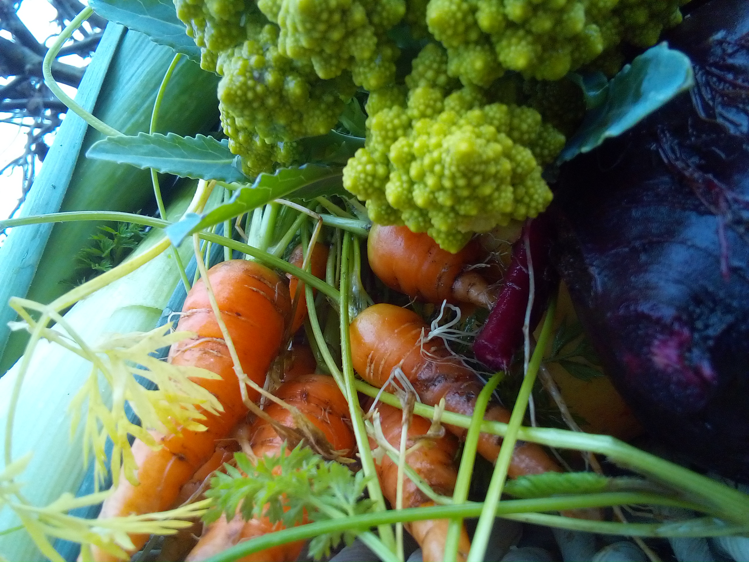 Sugarloaf chicory harvested in late autumn and placed in a basket.
