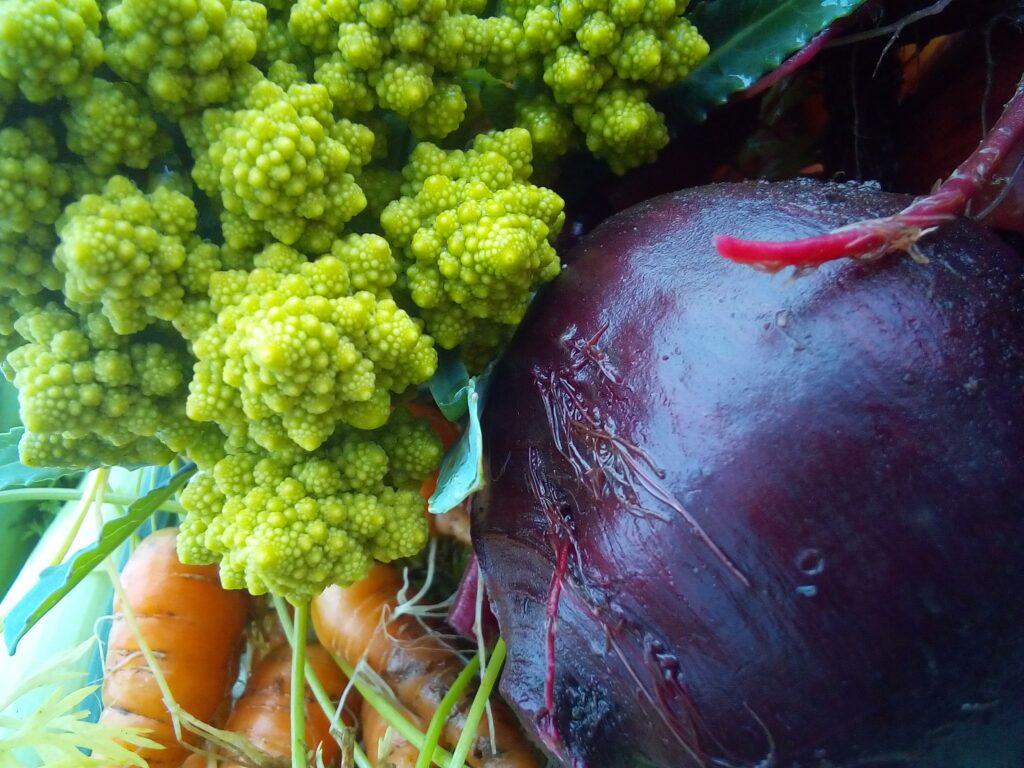 Chickweed growing in a cold-season garden as an edible winter herb.