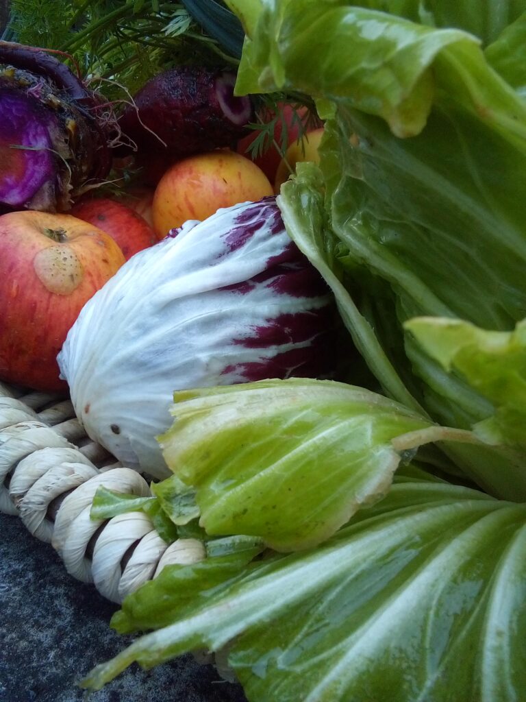 Fresh beets pulled from the soil during the late autumn harvest.