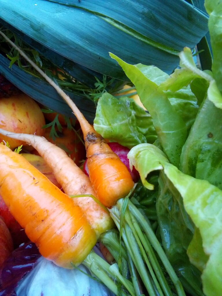 A quiet November garden bed during late autumn harvest season.