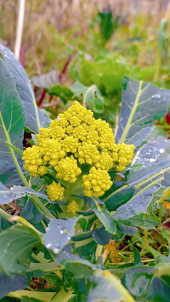 Close-up of a mature Romanesco broccoli head with proper spiral formation for how to grow Romanesco broccoli