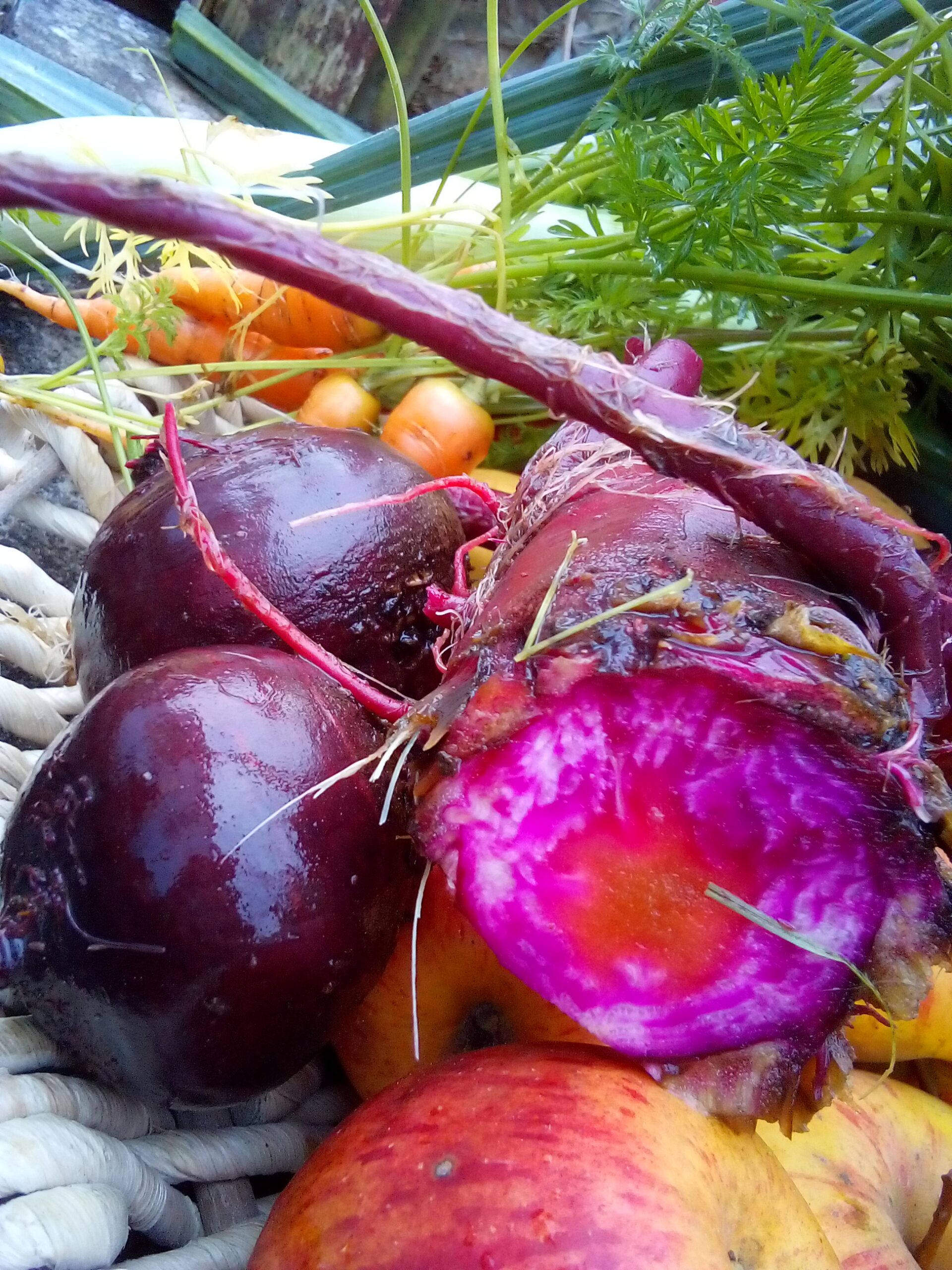 Gardening as Relationship – What Companion Gardening Taught Me About Life