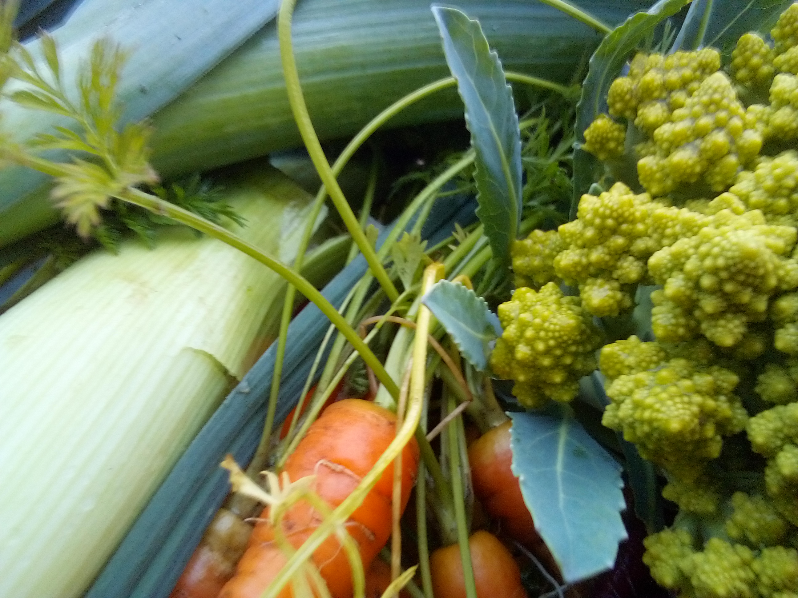 A basket of root vegetables harvested in late autumn.