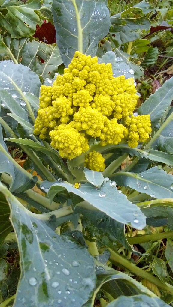 Romanesco broccoli growing in cool-season conditions showing how to grow Romanesco broccoli successfully