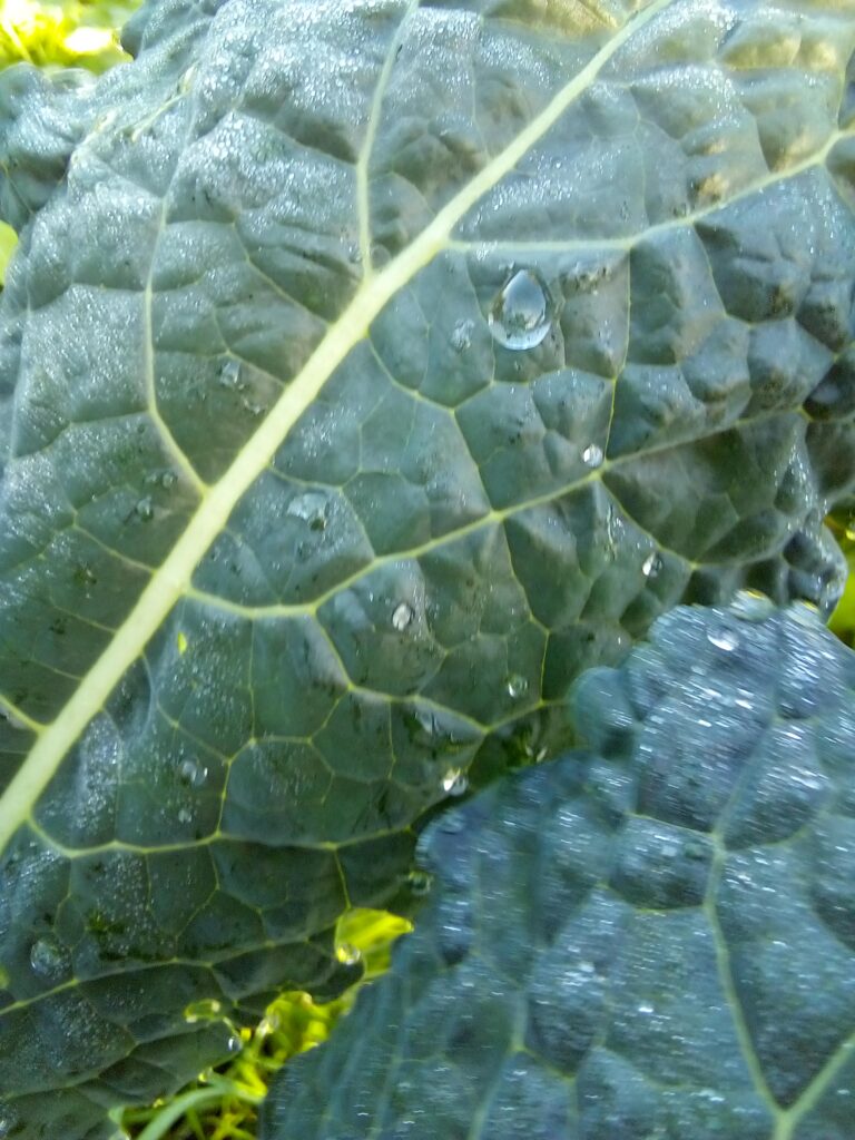 Side-by-side comparison of Lacinato kale and curly kale showing texture and nutritional differences.