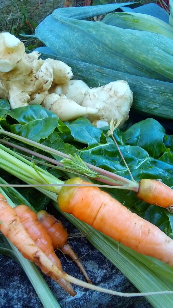 Fresh beets pulled from the soil during the late autumn harvest.