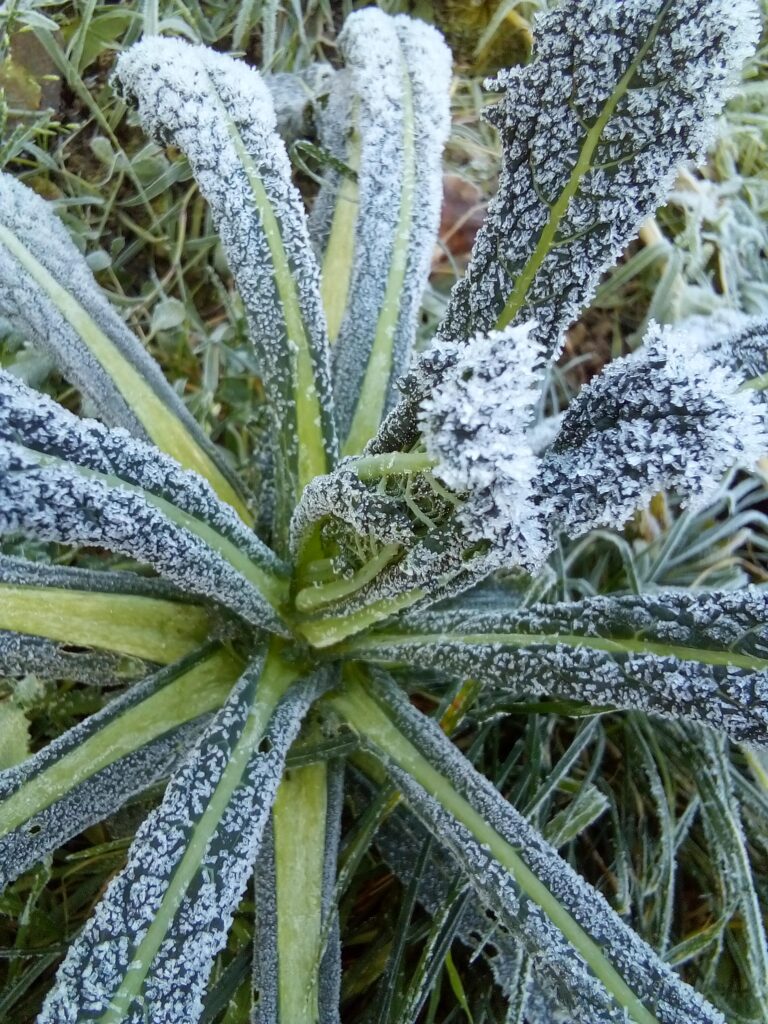 Close-up of frozen Lacinato kale leaves showing winter texture and color.