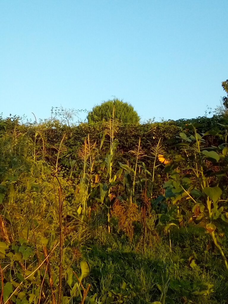 mindful companion gardening planning during winter with empty garden beds