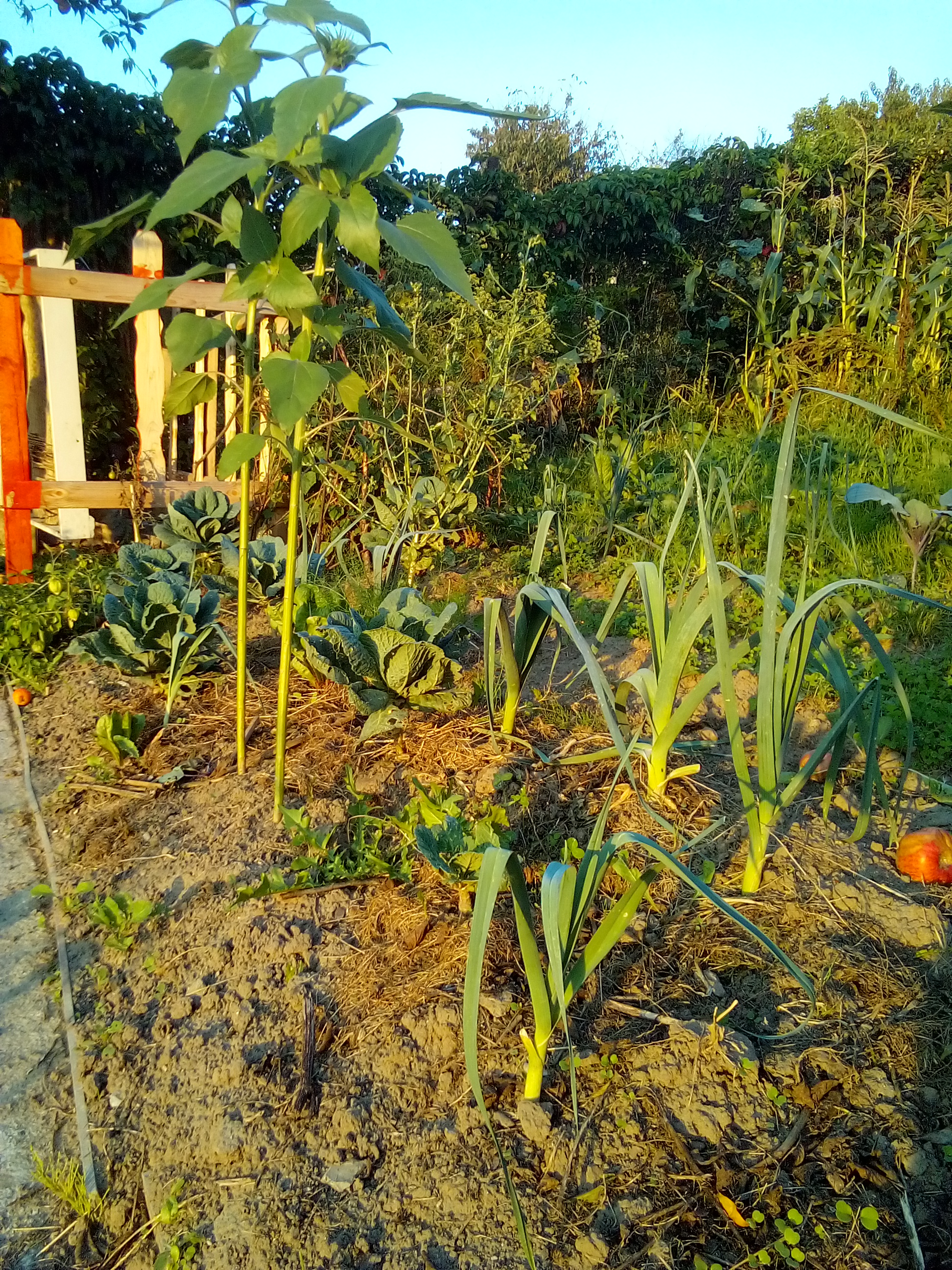 observing plant relationships as part of companion gardening for beginners