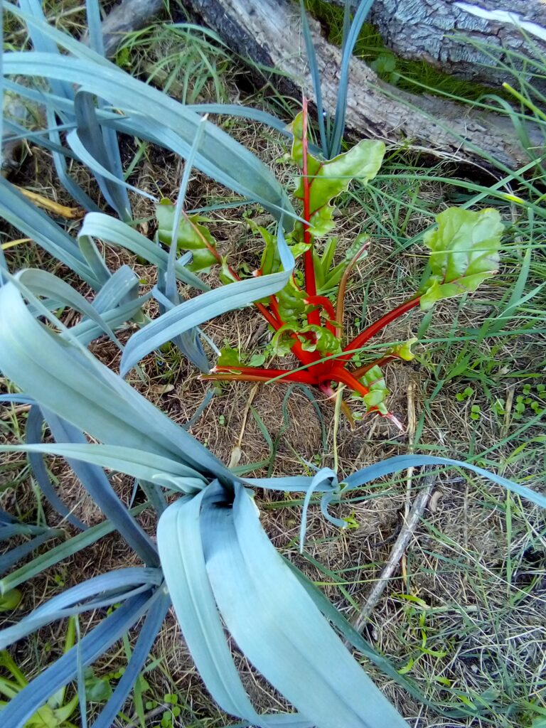 simple companion planting example for mindful gardening beginners