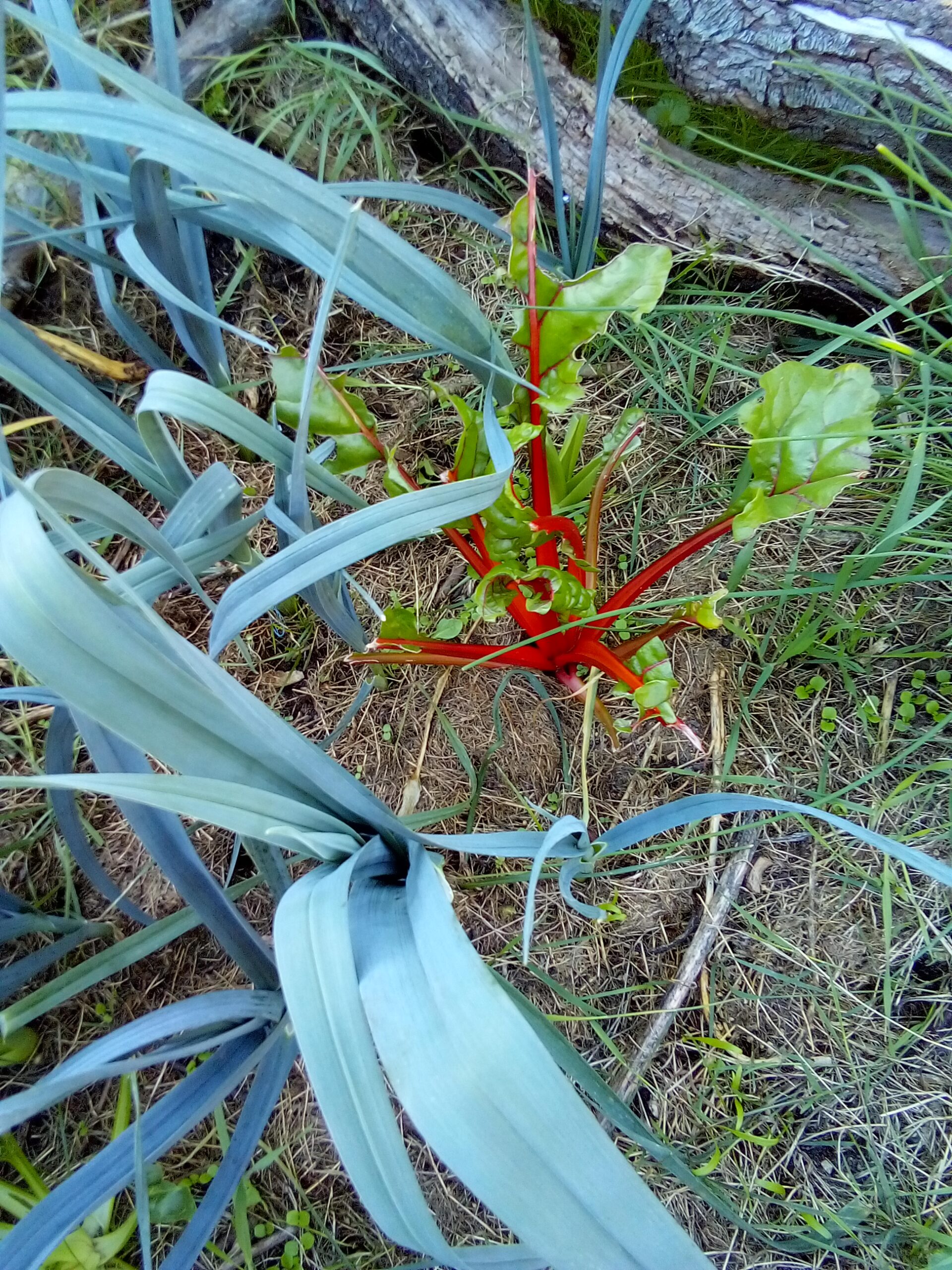 The Language of Plants – Why Some Grow Better Together