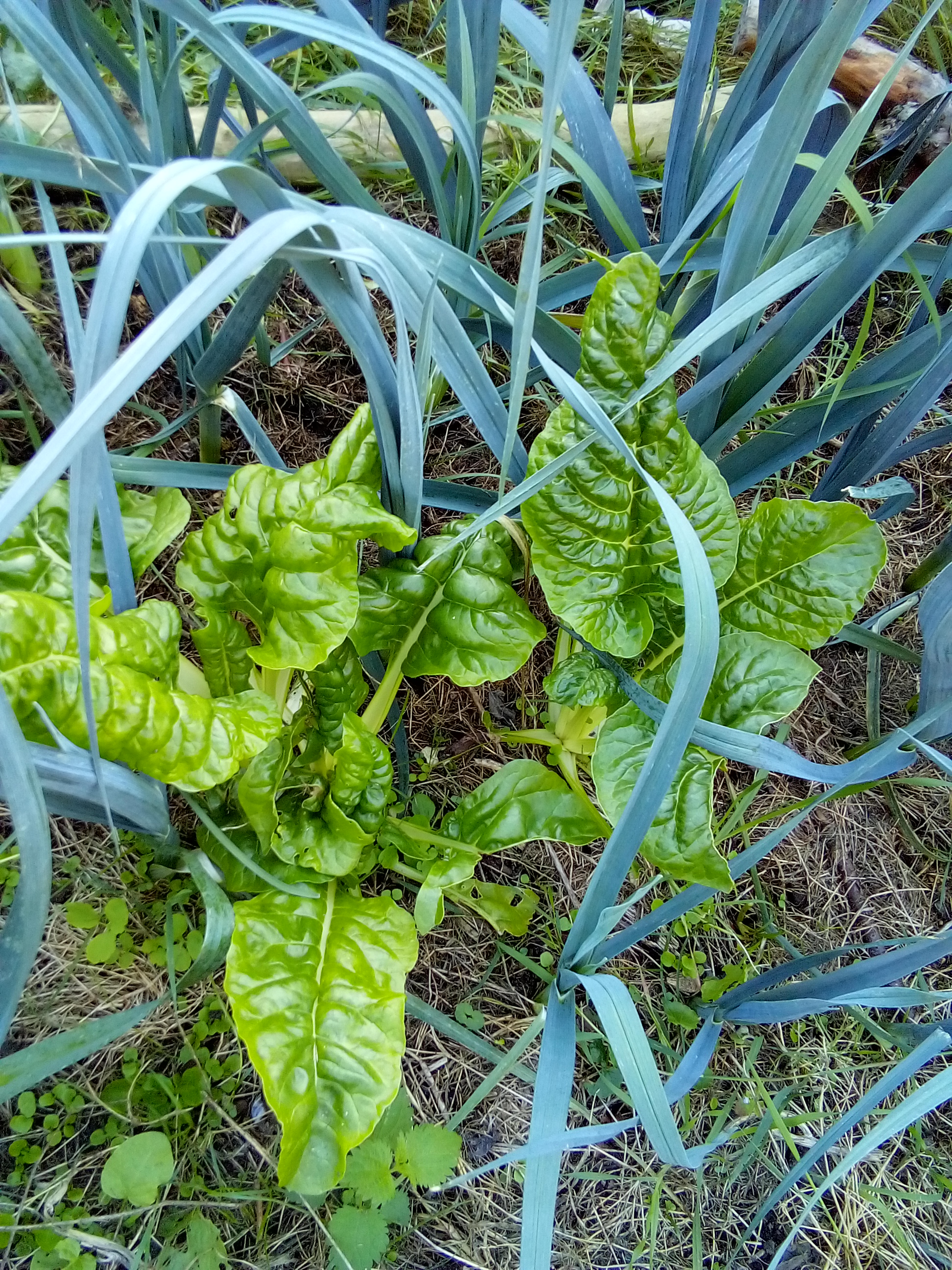 beginner-friendly vegetable garden using companion gardening principles