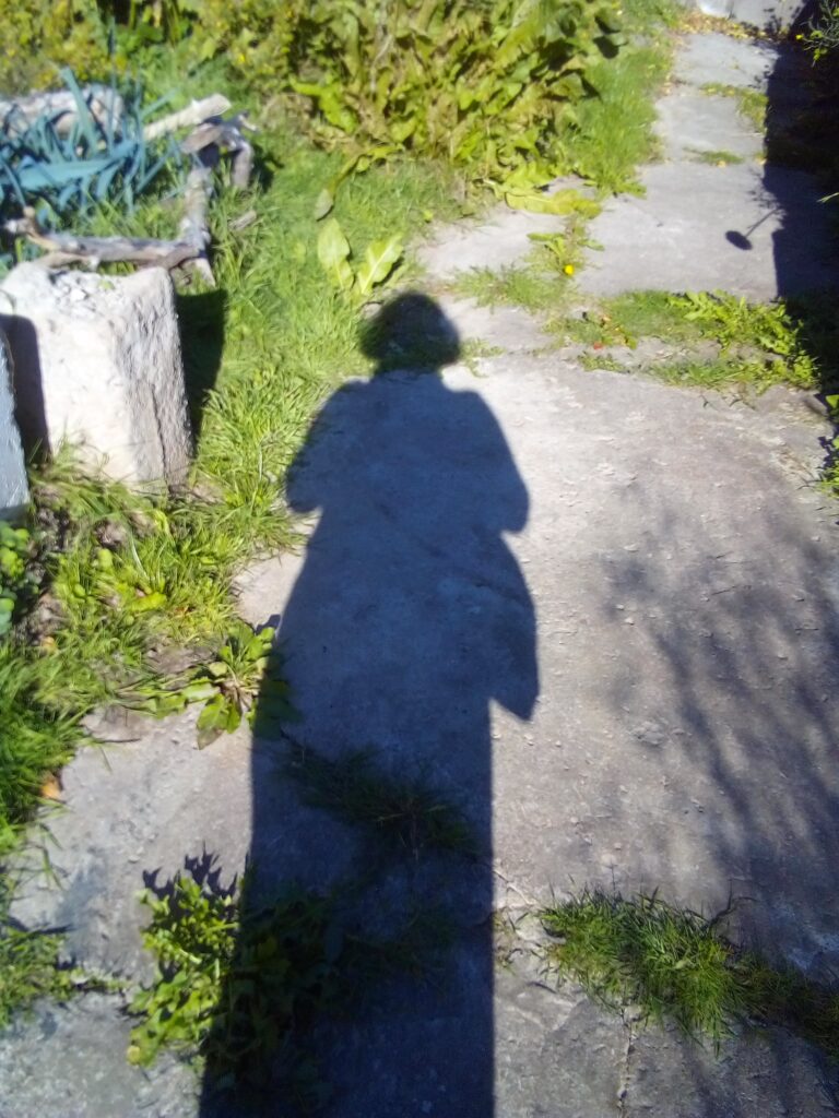 Quiet winter garden beds showing where companion gardening mistakes became visible over time