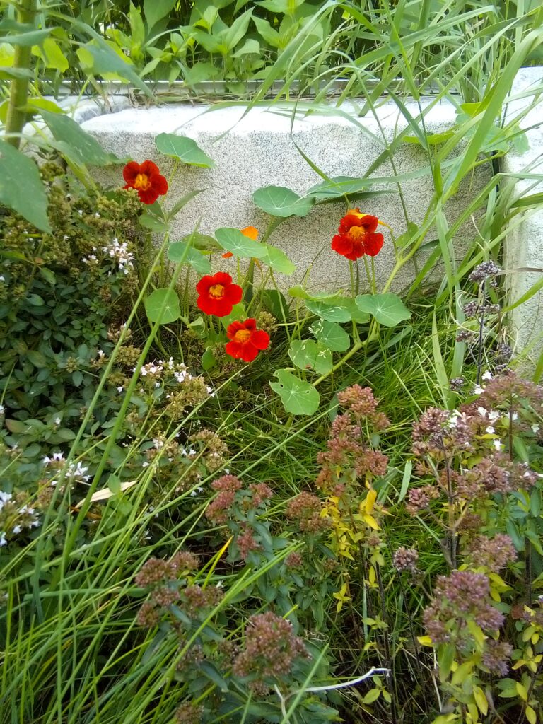 Small urban garden corner with nasturtium flowers and herbs growing along a raised bed edge in a companion planting style.