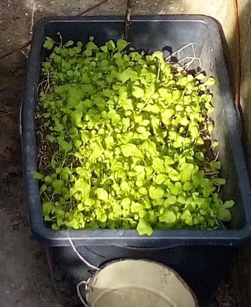 Young cress plants growing densely in a shallow container, ideal for small-space and urban gardening.
