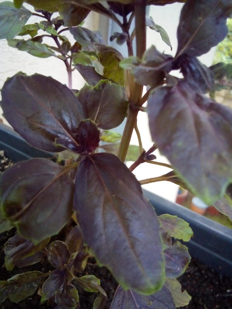 Close-up of red basil leaves in a balcony container garden, showing healthy growth and rich leaf color.
7️⃣ red-basil-balcony-urban-gardening-organic.jpg